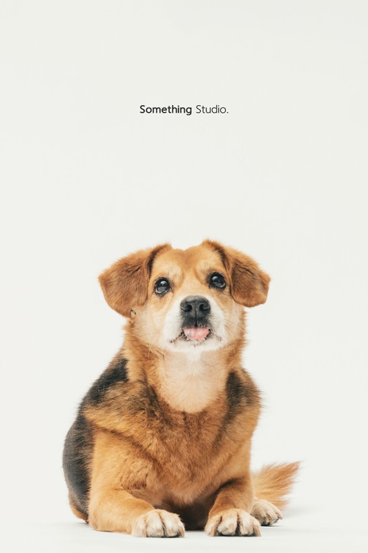 SOMETHINGSTUDIO,三牲工作室,中途攝影,寵物寫真,寵物攝影,寵物肖像,毛孩,毛孩寫真,汪星人,領養不棄養,領養代替購買,SOMETHING,三牲