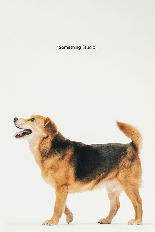 SOMETHINGSTUDIO,三牲工作室,中途攝影,寵物寫真,寵物攝影,寵物肖像,毛孩,毛孩寫真,汪星人,領養不棄養,領養代替購買,SOMETHING,三牲