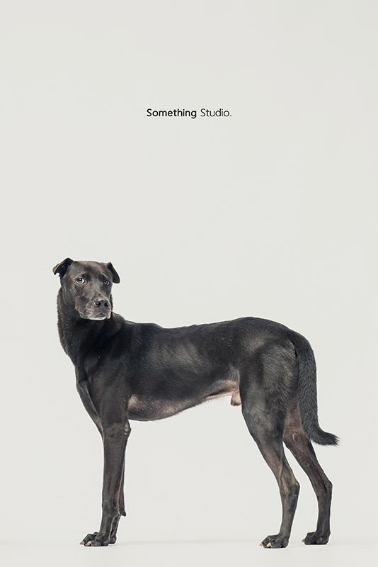 SOMETHINGSTUDIO,三牲工作室,中途攝影,寵物寫真,寵物攝影,寵物肖像,毛孩,毛孩寫真,汪星人,領養不棄養,領養代替購買,SOMETHING,三牲