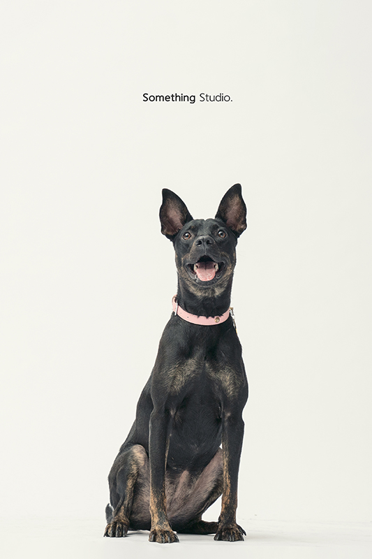SOMETHINGSTUDIO,三牲工作室,中途攝影,寵物寫真,寵物攝影,寵物肖像,毛孩,毛孩寫真,汪星人,領養不棄養,領養代替購買,SOMETHING,三牲