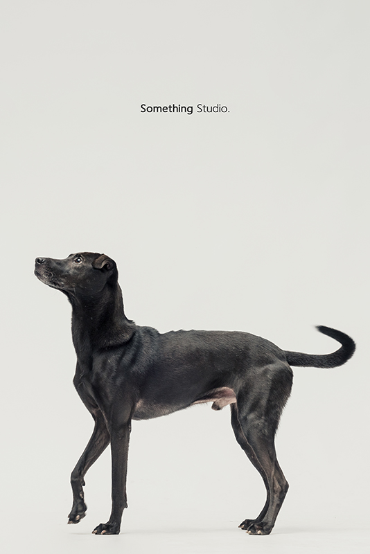 SOMETHINGSTUDIO,三牲工作室,中途攝影,寵物寫真,寵物攝影,寵物肖像,毛孩,毛孩寫真,汪星人,領養不棄養,領養代替購買,SOMETHING,三牲