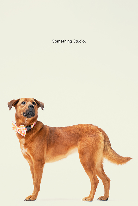 SOMETHINGSTUDIO,三牲工作室,中途攝影,寵物寫真,寵物攝影,寵物肖像,毛孩,毛孩寫真,汪星人,領養不棄養,領養代替購買,SOMETHING,三牲