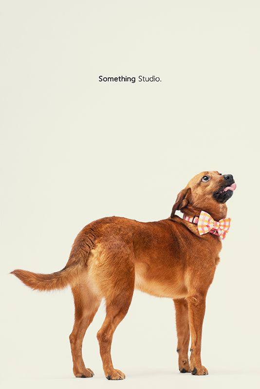SOMETHINGSTUDIO,三牲工作室,中途攝影,寵物寫真,寵物攝影,寵物肖像,毛孩,毛孩寫真,汪星人,領養不棄養,領養代替購買,SOMETHING,三牲