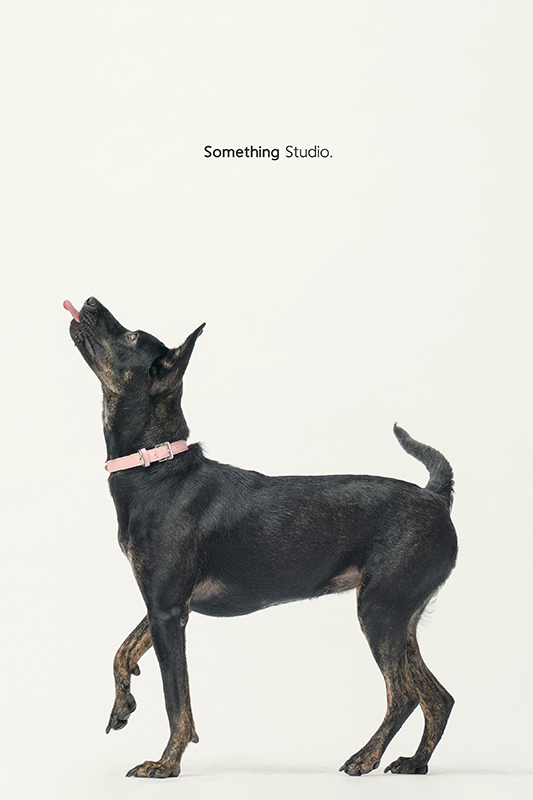 SOMETHINGSTUDIO,三牲工作室,中途攝影,寵物寫真,寵物攝影,寵物肖像,毛孩,毛孩寫真,汪星人,領養不棄養,領養代替購買,SOMETHING,三牲