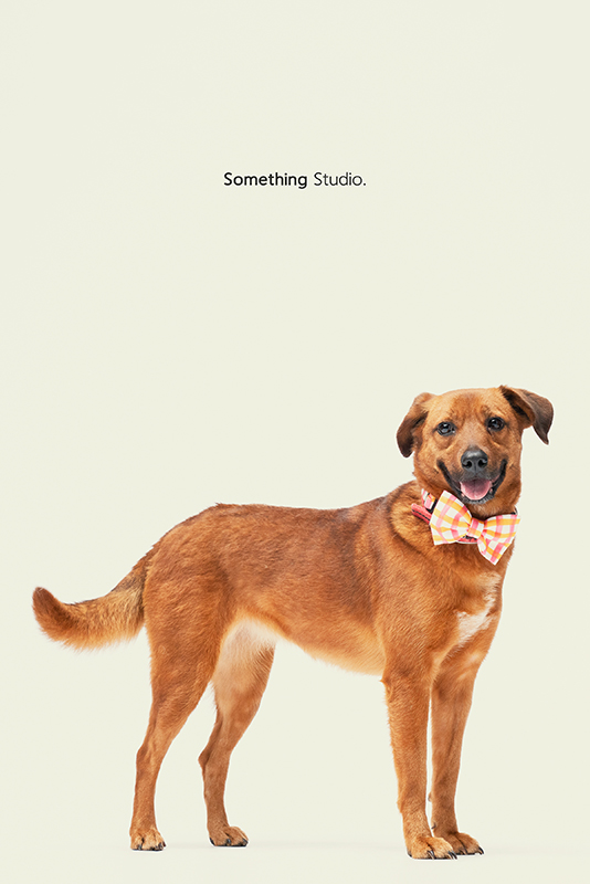 SOMETHINGSTUDIO,三牲工作室,中途攝影,寵物寫真,寵物攝影,寵物肖像,毛孩,毛孩寫真,汪星人,領養不棄養,領養代替購買,SOMETHING,三牲