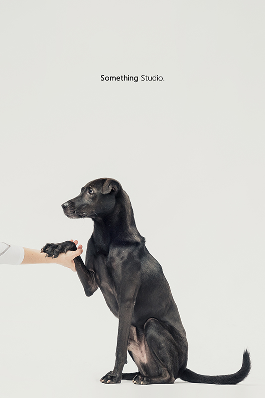 SOMETHINGSTUDIO,三牲工作室,中途攝影,寵物寫真,寵物攝影,寵物肖像,毛孩,毛孩寫真,汪星人,領養不棄養,領養代替購買,SOMETHING,三牲