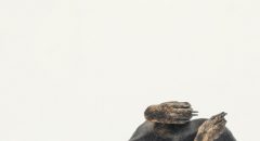SOMETHINGSTUDIO,三牲工作室,中途攝影,寵物寫真,寵物攝影,寵物肖像,毛孩,毛孩寫真,汪星人,領養不棄養,領養代替購買,SOMETHIN,三牲