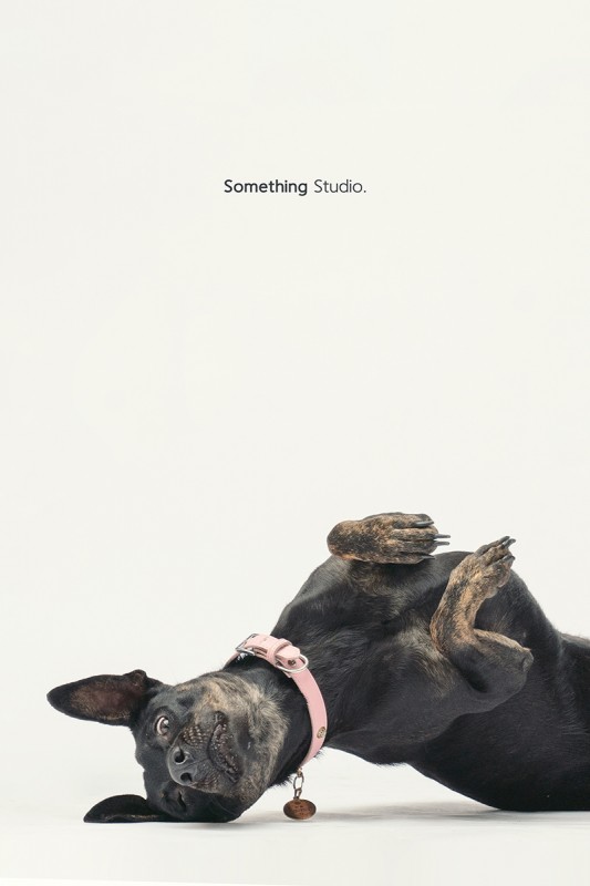 SOMETHINGSTUDIO,三牲工作室,中途攝影,寵物寫真,寵物攝影,寵物肖像,毛孩,毛孩寫真,汪星人,領養不棄養,領養代替購買,SOMETHIN,三牲