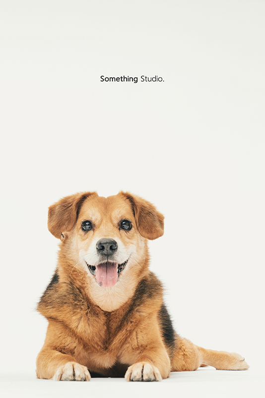 SOMETHINGSTUDIO,三牲工作室,中途攝影,寵物寫真,寵物攝影,寵物肖像,毛孩,毛孩寫真,汪星人,領養不棄養,領養代替購買,SOMETHING,三牲