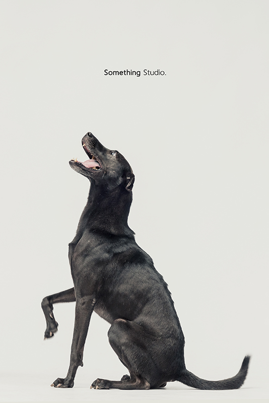SOMETHINGSTUDIO,三牲工作室,中途攝影,寵物寫真,寵物攝影,寵物肖像,毛孩,毛孩寫真,汪星人,領養不棄養,領養代替購買,SOMETHING,三牲