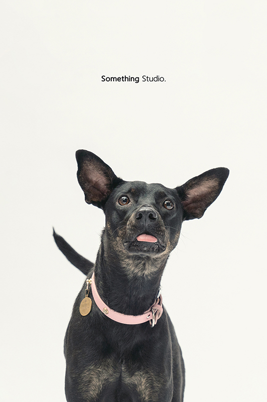 SOMETHINGSTUDIO,三牲工作室,中途攝影,寵物寫真,寵物攝影,寵物肖像,毛孩,毛孩寫真,汪星人,領養不棄養,領養代替購買,SOMETHING,三牲