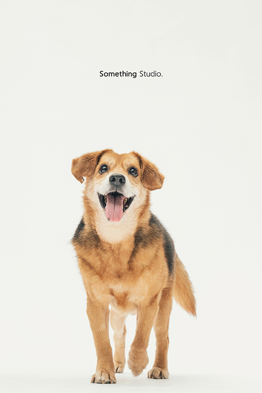 SOMETHINGSTUDIO,三牲工作室,中途攝影,寵物寫真,寵物攝影,寵物肖像,毛孩,毛孩寫真,汪星人,領養不棄養,領養代替購買,SOMETHING,三牲