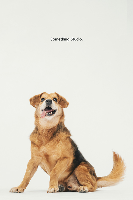 SOMETHINGSTUDIO,三牲工作室,中途攝影,寵物寫真,寵物攝影,寵物肖像,毛孩,毛孩寫真,汪星人,領養不棄養,領養代替購買,SOMETHING,三牲