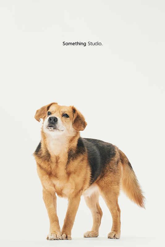 SOMETHINGSTUDIO,三牲工作室,中途攝影,寵物寫真,寵物攝影,寵物肖像,毛孩,毛孩寫真,汪星人,領養不棄養,領養代替購買,SOMETHING,三牲