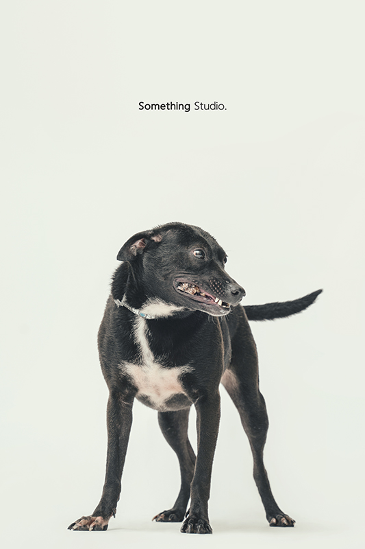 SOMETHINGSTUDIO,三牲工作室,中途攝影,寵物寫真,寵物攝影,寵物肖像,毛孩,毛孩寫真,汪星人,領養不棄養,領養代替購買,SOMETHING,三牲