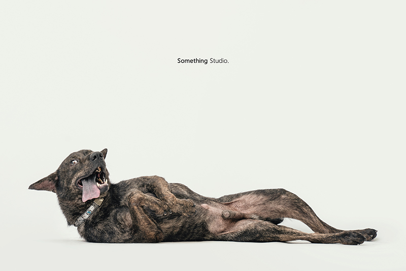 SOMETHINGSTUDIO,三牲工作室,中途攝影,寵物寫真,寵物攝影,寵物肖像,毛孩,毛孩寫真,汪星人,領養不棄養,領養代替購買,SOMETHING,三牲