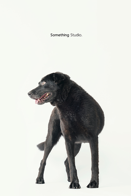 SOMETHINGSTUDIO,三牲工作室,中途攝影,寵物寫真,寵物攝影,寵物肖像,毛孩,毛孩寫真,汪星人,領養不棄養,領養代替購買,SOMETHING,三牲