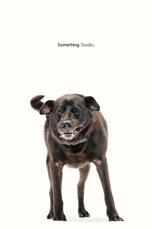 SOMETHINGSTUDIO,三牲工作室,中途攝影,寵物寫真,寵物攝影,寵物肖像,毛孩,毛孩寫真,汪星人,領養不棄養,領養代替購買,SOMETHING,三牲