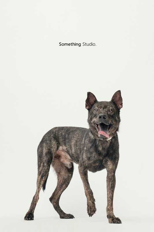 SOMETHINGSTUDIO,三牲工作室,中途攝影,寵物寫真,寵物攝影,寵物肖像,毛孩,毛孩寫真,汪星人,領養不棄養,領養代替購買,SOMETHING,三牲