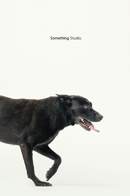 SOMETHINGSTUDIO,三牲工作室,中途攝影,寵物寫真,寵物攝影,寵物肖像,毛孩,毛孩寫真,汪星人,領養不棄養,領養代替購買,SOMETHING,三牲