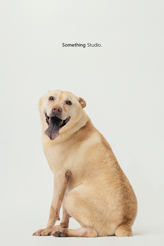 SOMETHINGSTUDIO,三牲工作室,中途攝影,寵物寫真,寵物攝影,寵物肖像,毛孩,毛孩寫真,汪星人,領養不棄養,領養代替購買,SOMETHING,三牲