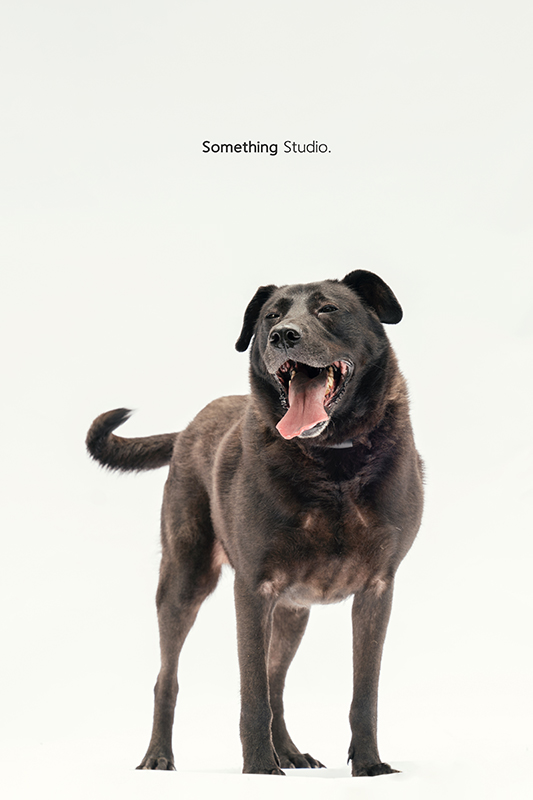 SOMETHINGSTUDIO,三牲工作室,中途攝影,寵物寫真,寵物攝影,寵物肖像,毛孩,毛孩寫真,汪星人,領養不棄養,領養代替購買,SOMETHING,三牲