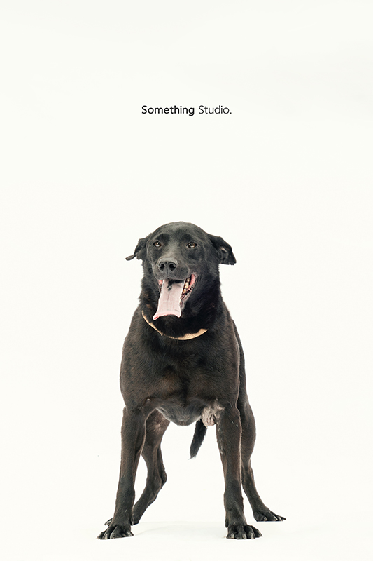 SOMETHINGSTUDIO,三牲工作室,中途攝影,寵物寫真,寵物攝影,寵物肖像,毛孩,毛孩寫真,汪星人,領養不棄養,領養代替購買,SOMETHING,三牲