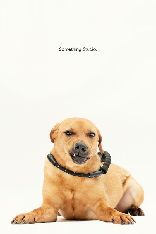 SOMETHINGSTUDIO,三牲工作室,中途攝影,寵物寫真,寵物攝影,寵物肖像,毛孩,毛孩寫真,汪星人,領養不棄養,領養代替購買,SOMETHING,三牲