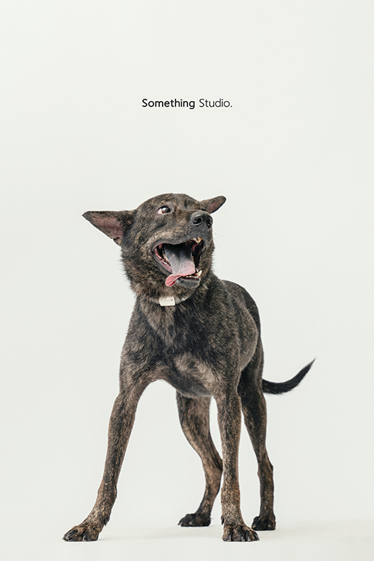 SOMETHINGSTUDIO,三牲工作室,中途攝影,寵物寫真,寵物攝影,寵物肖像,毛孩,毛孩寫真,汪星人,領養不棄養,領養代替購買,SOMETHING,三牲
