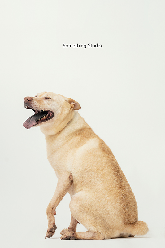 SOMETHINGSTUDIO,三牲工作室,中途攝影,寵物寫真,寵物攝影,寵物肖像,毛孩,毛孩寫真,汪星人,領養不棄養,領養代替購買,SOMETHING,三牲