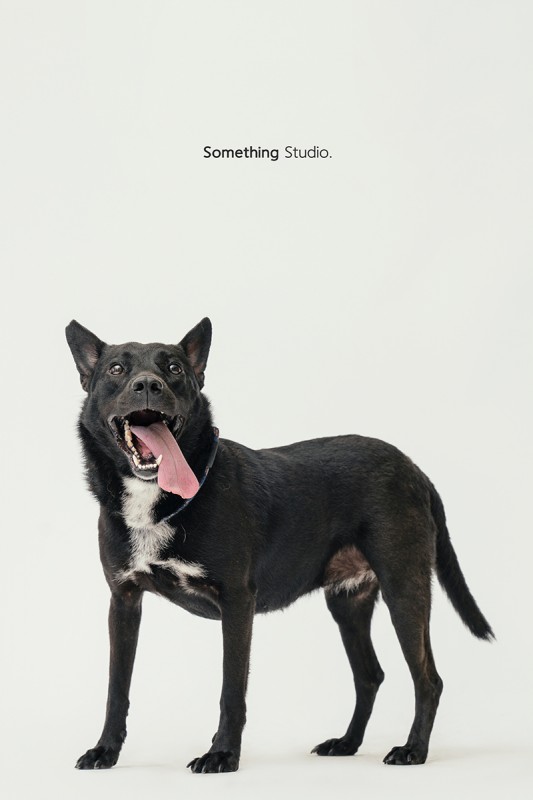 SOMETHINGSTUDIO,三牲工作室,中途攝影,寵物寫真,寵物攝影,寵物肖像,毛孩,毛孩寫真,汪星人,領養不棄養,領養代替購買,SOMETHING,三牲