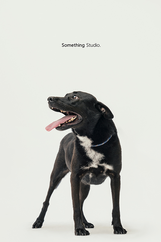 SOMETHINGSTUDIO,三牲工作室,中途攝影,寵物寫真,寵物攝影,寵物肖像,毛孩,毛孩寫真,汪星人,領養不棄養,領養代替購買,SOMETHING,三牲