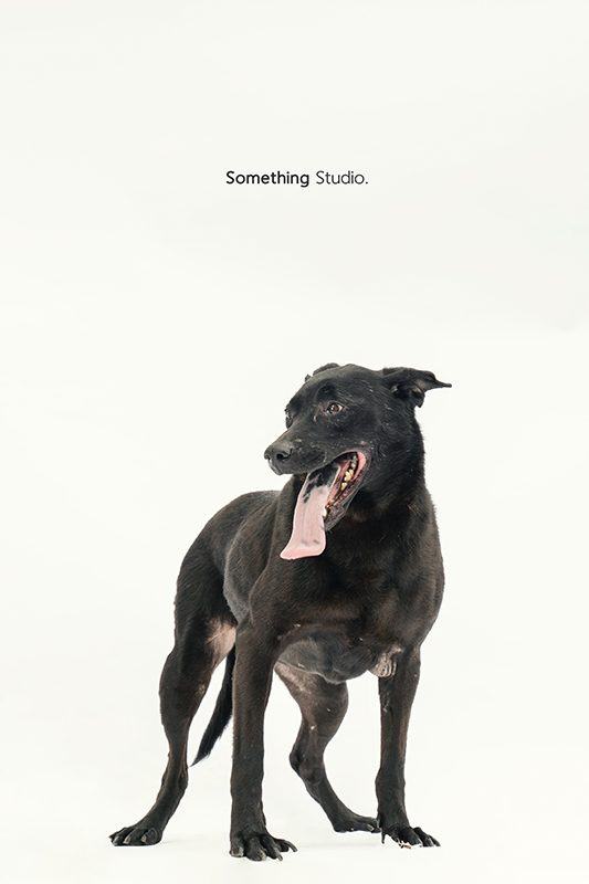 SOMETHINGSTUDIO,三牲工作室,中途攝影,寵物寫真,寵物攝影,寵物肖像,毛孩,毛孩寫真,汪星人,領養不棄養,領養代替購買,SOMETHING,三牲