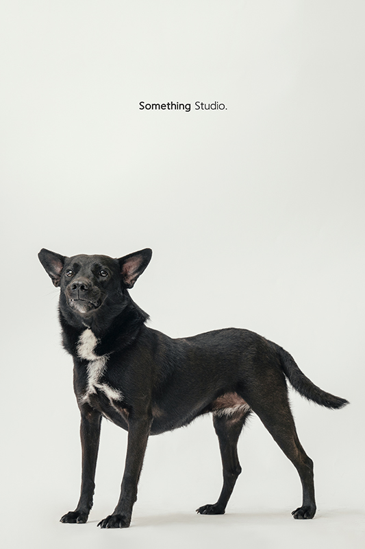 SOMETHINGSTUDIO,三牲工作室,中途攝影,寵物寫真,寵物攝影,寵物肖像,毛孩,毛孩寫真,汪星人,領養不棄養,領養代替購買,SOMETHING,三牲