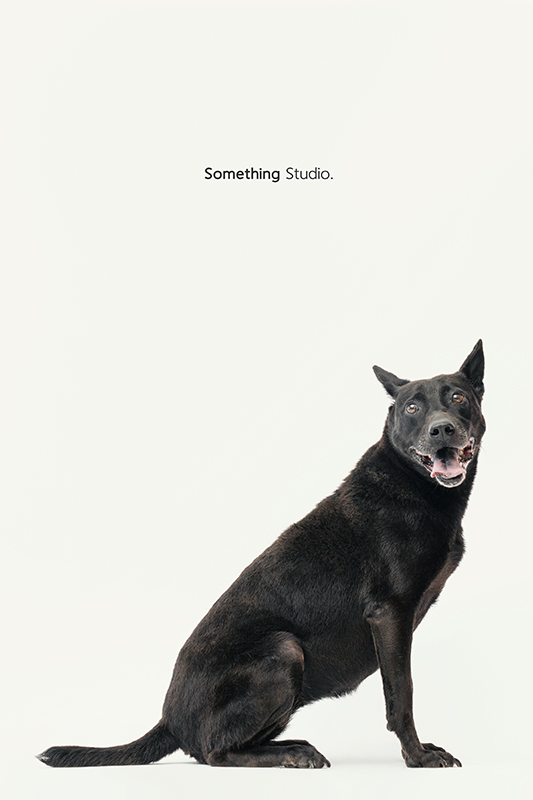 SOMETHINGSTUDIO,三牲工作室,中途攝影,寵物寫真,寵物攝影,寵物肖像,毛孩,毛孩寫真,汪星人,領養不棄養,領養代替購買,SOMETHING,三牲