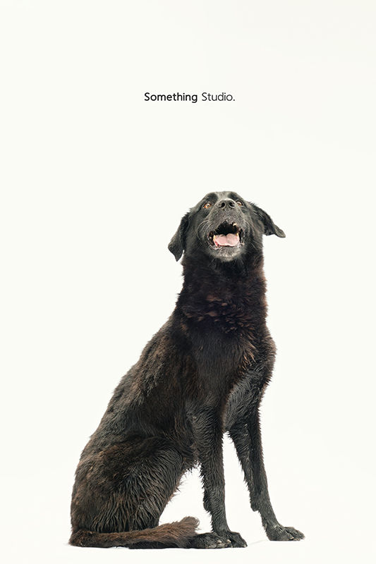 SOMETHINGSTUDIO,三牲工作室,中途攝影,寵物寫真,寵物攝影,寵物肖像,毛孩,毛孩寫真,汪星人,領養不棄養,領養代替購買,SOMETHING,三牲