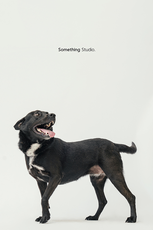 SOMETHINGSTUDIO,三牲工作室,中途攝影,寵物寫真,寵物攝影,寵物肖像,毛孩,毛孩寫真,汪星人,領養不棄養,領養代替購買,SOMETHING,三牲