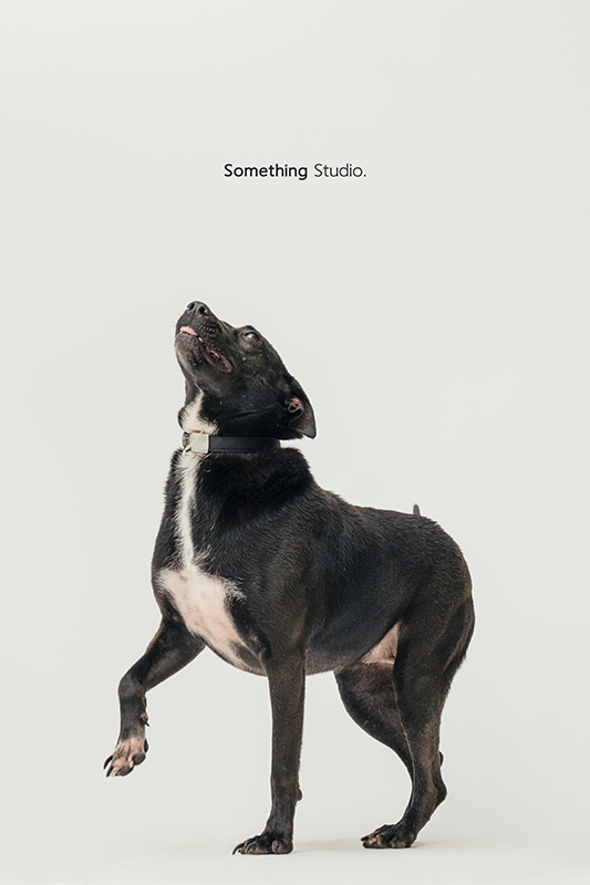 SOMETHINGSTUDIO,三牲工作室,中途攝影,寵物寫真,寵物攝影,寵物肖像,毛孩,毛孩寫真,汪星人,領養不棄養,領養代替購買,SOMETHING,三牲