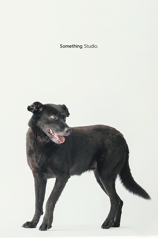 SOMETHINGSTUDIO,三牲工作室,中途攝影,寵物寫真,寵物攝影,寵物肖像,毛孩,毛孩寫真,汪星人,領養不棄養,領養代替購買,SOMETHING,三牲
