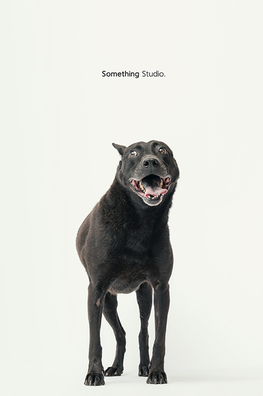 SOMETHINGSTUDIO,三牲工作室,中途攝影,寵物寫真,寵物攝影,寵物肖像,毛孩,毛孩寫真,汪星人,領養不棄養,領養代替購買,SOMETHING,三牲