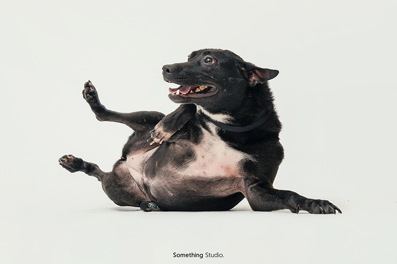 SOMETHINGSTUDIO,三牲工作室,中途攝影,寵物寫真,寵物攝影,寵物肖像,毛孩,毛孩寫真,汪星人,領養不棄養,領養代替購買,SOMETHING,三牲