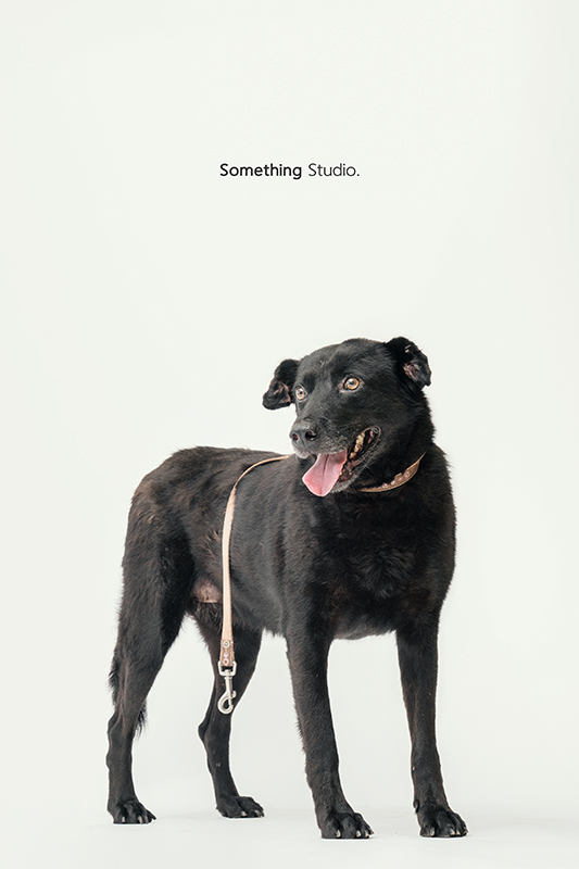SOMETHINGSTUDIO,三牲工作室,中途攝影,寵物寫真,寵物攝影,寵物肖像,毛孩,毛孩寫真,汪星人,領養不棄養,領養代替購買,SOMETHING,三牲