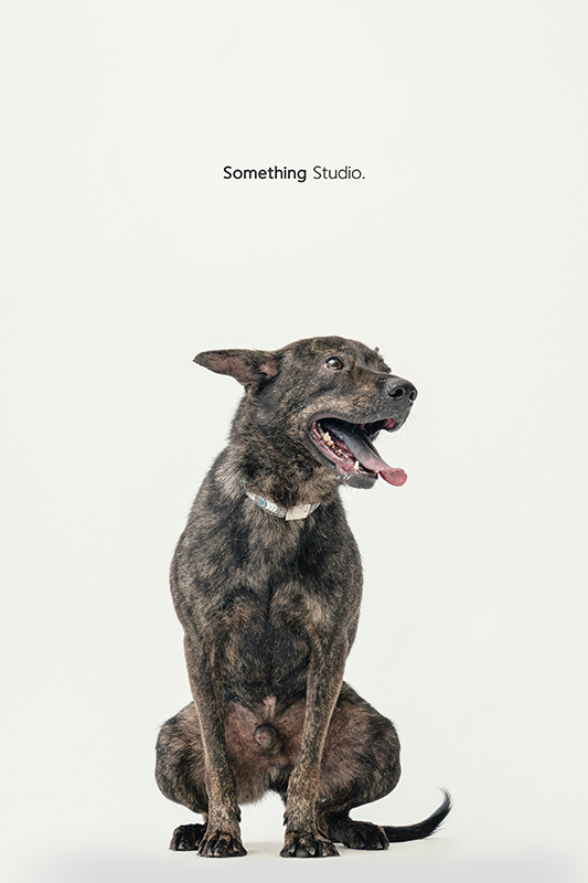 SOMETHINGSTUDIO,三牲工作室,中途攝影,寵物寫真,寵物攝影,寵物肖像,毛孩,毛孩寫真,汪星人,領養不棄養,領養代替購買,SOMETHING,三牲