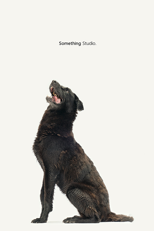 SOMETHINGSTUDIO,三牲工作室,中途攝影,寵物寫真,寵物攝影,寵物肖像,毛孩,毛孩寫真,汪星人,領養不棄養,領養代替購買,SOMETHING,三牲