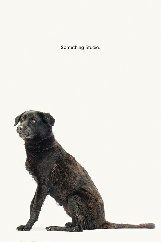 SOMETHINGSTUDIO,三牲工作室,中途攝影,寵物寫真,寵物攝影,寵物肖像,毛孩,毛孩寫真,汪星人,領養不棄養,領養代替購買,SOMETHING,三牲