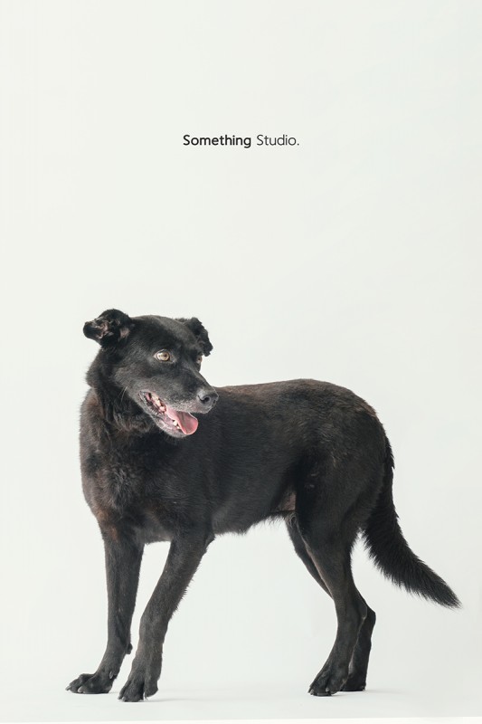SOMETHINGSTUDIO,三牲工作室,中途攝影,寵物寫真,寵物攝影,寵物肖像,毛孩,毛孩寫真,汪星人,領養不棄養,領養代替購買,SOMETHING,三牲