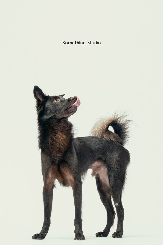 SOMETHINGSTUDIO,三牲工作室,三牲,中途攝影,寵物寫真,寵物攝影,寵物肖像,毛孩,毛孩寫真,汪星人,領養不棄養,領養代替購買