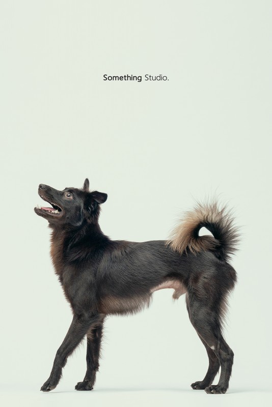 SOMETHINGSTUDIO,三牲工作室,三牲,中途攝影,寵物寫真,寵物攝影,寵物肖像,毛孩,毛孩寫真,汪星人,領養不棄養,領養代替購買