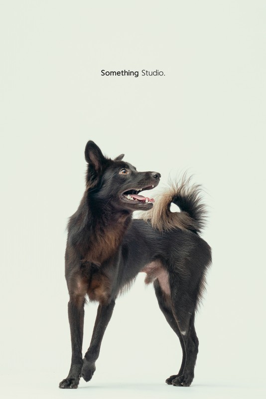 SOMETHINGSTUDIO,三牲工作室,三牲,中途攝影,寵物寫真,寵物攝影,寵物肖像,毛孩,毛孩寫真,汪星人,領養不棄養,領養代替購買
