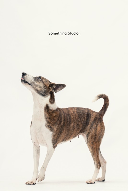 SOMETHINGSTUDIO,三牲工作室,三牲,中途攝影,寵物寫真,寵物攝影,寵物肖像,毛孩,毛孩寫真,汪星人,領養不棄養,領養代替購買